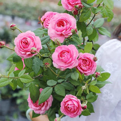 Miyako Rose Plant