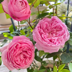 Miyako Rose Plant