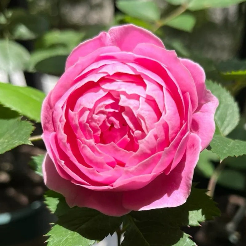 Miyako Rose Plant