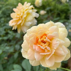 Molineux Rose