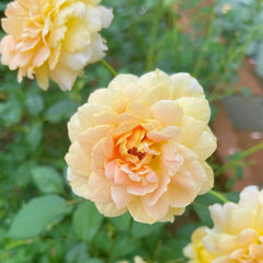 Molineux Rose