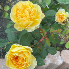Molineux Rose