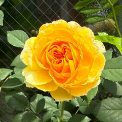 Molineux Rose
