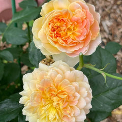 Molineux Rose