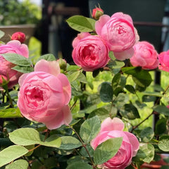 Momoka Rose Plant