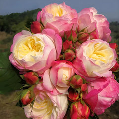 Japanese Mon Amour Rose Plant