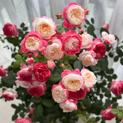 Japanese Mon Amour Rose Plant