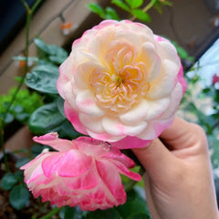 Japanese Mon Amour Rose Plant