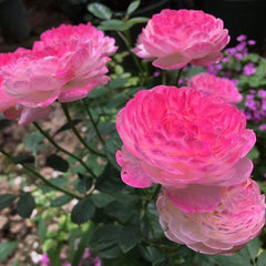 Japanese Mon Amour Rose Plant