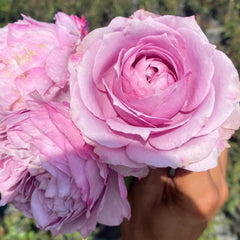 Monarome Rose Plant