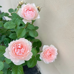 Monique Darve Rose Plant| 莫妮卡戴维