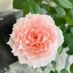 Monique Darve Rose Plant| 莫妮卡戴维