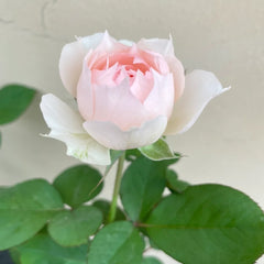 Monique Darve Rose Plant| 莫妮卡戴维