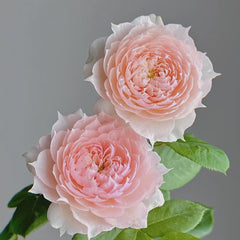 Monique Darve Rose Plant| 莫妮卡戴维