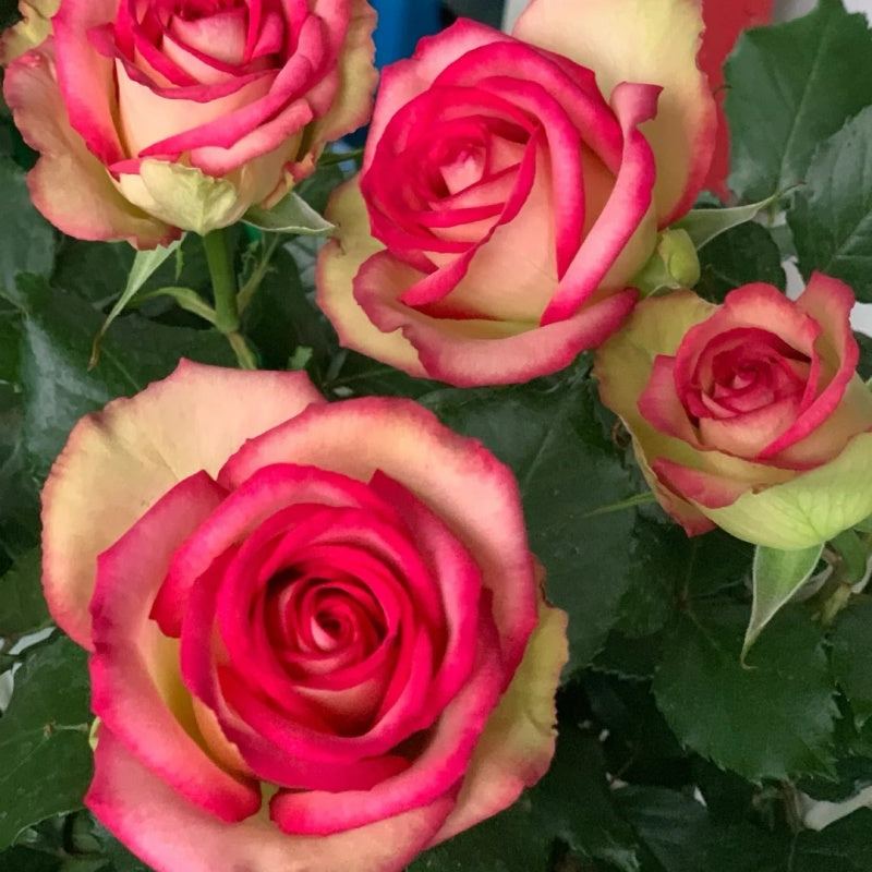 Shell Roses Plant Monroe/Colour Shell Rose Plant|梦露/彩色贝壳 – Rose_Explosion