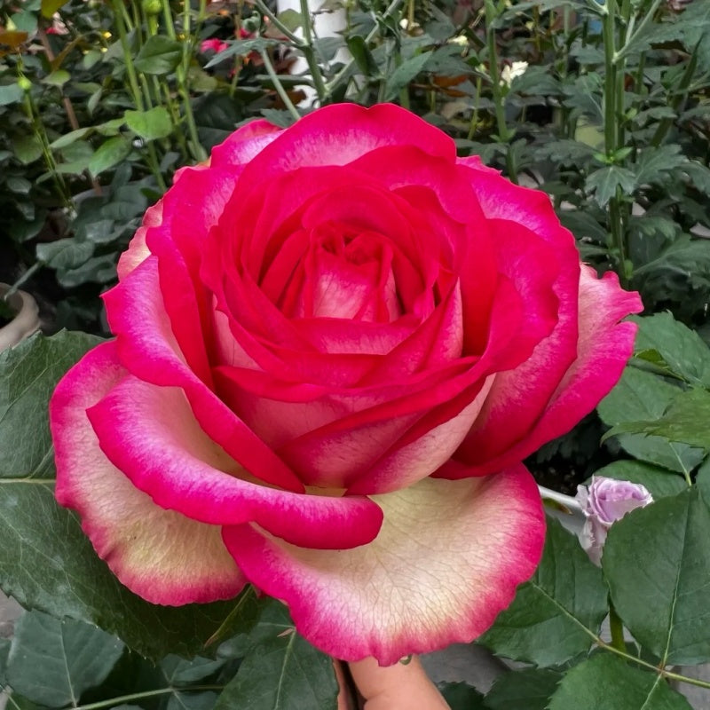 Shell Roses Plant Monroe/Colour Shell Rose Plant|梦露/彩色贝壳 – Rose_Explosion