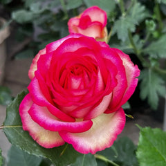 Monroe/Colour Shell Rose Plant