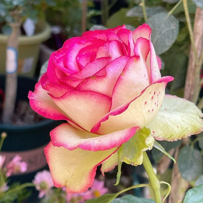 Shell Roses Plant Monroe/Colour Shell Rose Plant|梦露/彩色贝壳 – Rose_Explosion
