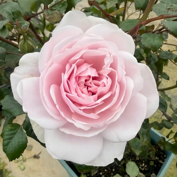 Monsieur Satie Rose Plant｜萨蒂先生