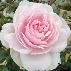 Monsieur Satie Rose Plant｜萨蒂先生