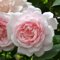 Monsieur Satie Rose Plant｜萨蒂先生