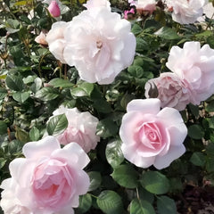Monsieur Satie Rose Plant｜萨蒂先生