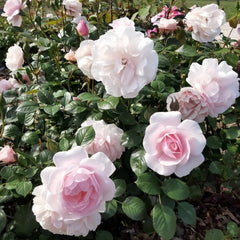 Monsieur Satie Rose Plant｜萨蒂先生
