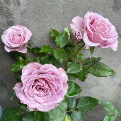 Montmartre Rose Plant – Stunning Blooms for Your Rose Garden