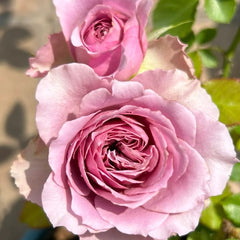 Montmartre Rose Plant – Stunning Blooms for Your Rose Garden