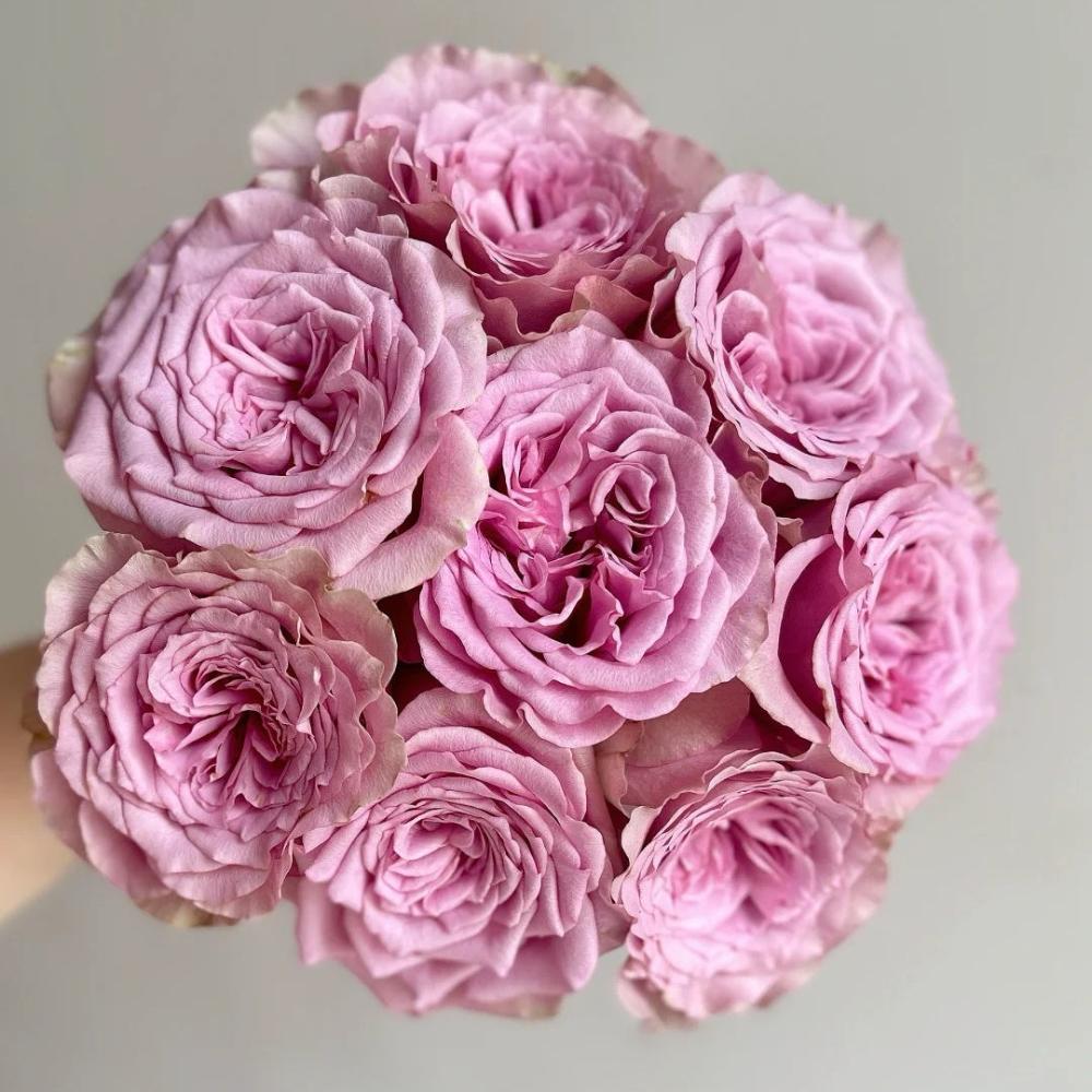 Monter Roses Montmartre Rose Plant – Stunning Blooms for Your Rose Garden – Rose ...