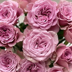 Montmartre Rose Plant – Stunning Blooms for Your Rose Garden