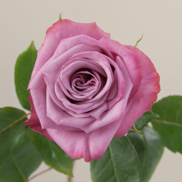 Moody Blues Rose Plant｜忧郁蓝调 – Rose_Explosion