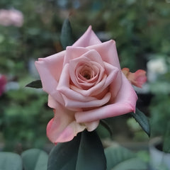 Moon Dust Rose