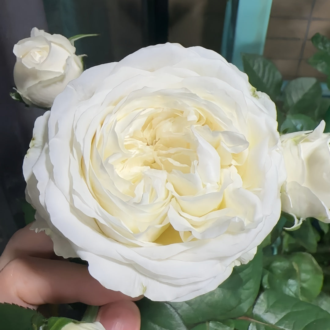 Lady Moon Roses Moon Fairy Rose Plant|皎月仙子 – Rose_Explosion