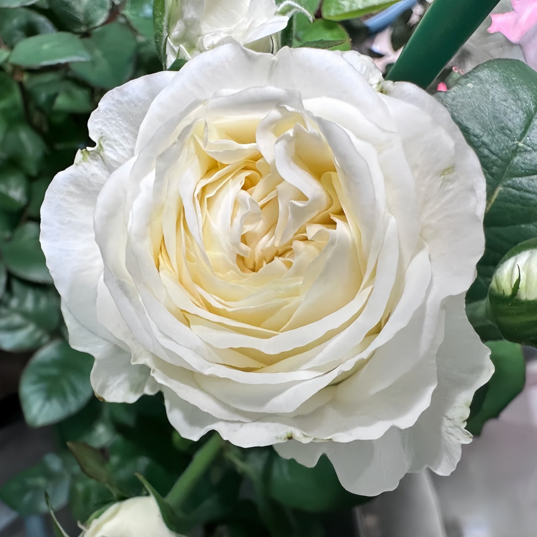 Lady Moon Roses Moon Fairy Rose Plant|皎月仙子 – Rose_Explosion