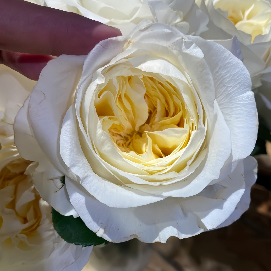 Lady Moon Roses Moon Fairy Rose Plant|皎月仙子 – Rose_Explosion
