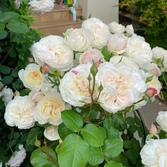 Moonlight in Paris Rose Plant|巴黎月光