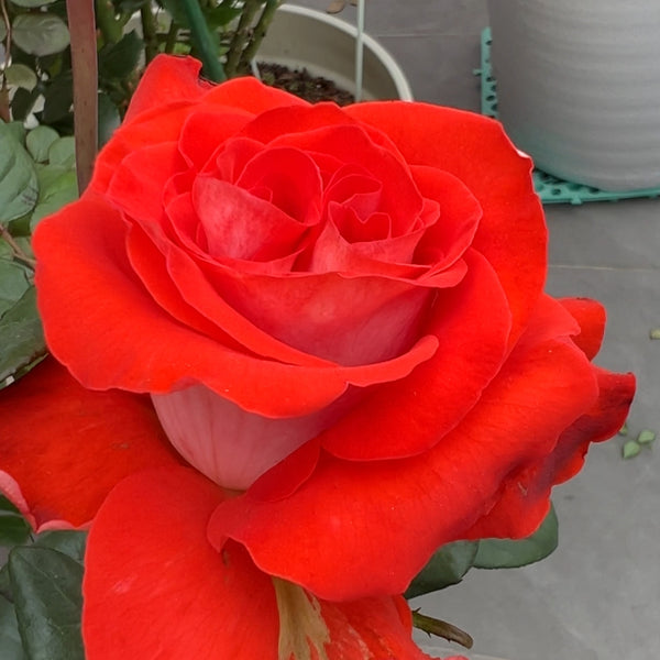 Mosaico Rose
