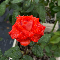 Mosaico Rose