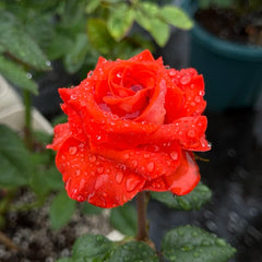 Mosaico Rose