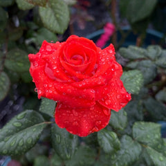 Mosaico Rose