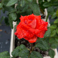 Mosaico Rose