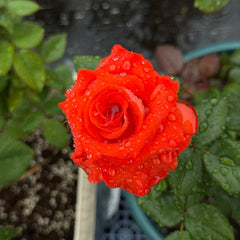 Mosaico Rose