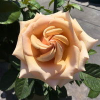 Mother of Pearl Rose Plant｜珍珠贝母