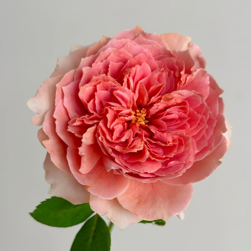 Moulin de la galette Rose Plant