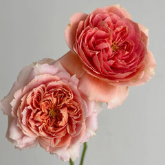 Moulin de la galette Rose Plant