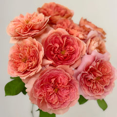 Moulin de la galette Rose Plant