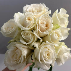 Mount Shasta Rose Plant|白雪山