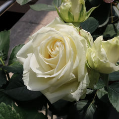 Mount Shasta Rose Plant|白雪山