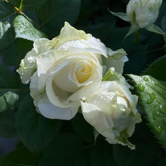 Mount Shasta Rose Plant|白雪山